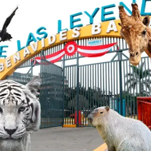 Safari, Leyendas y Naturaleza en Lima